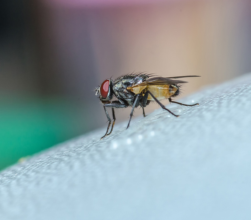 Flies identification — Wisconsin