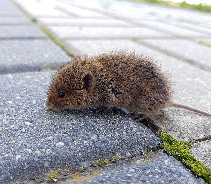 Voles identification — Wisconsin