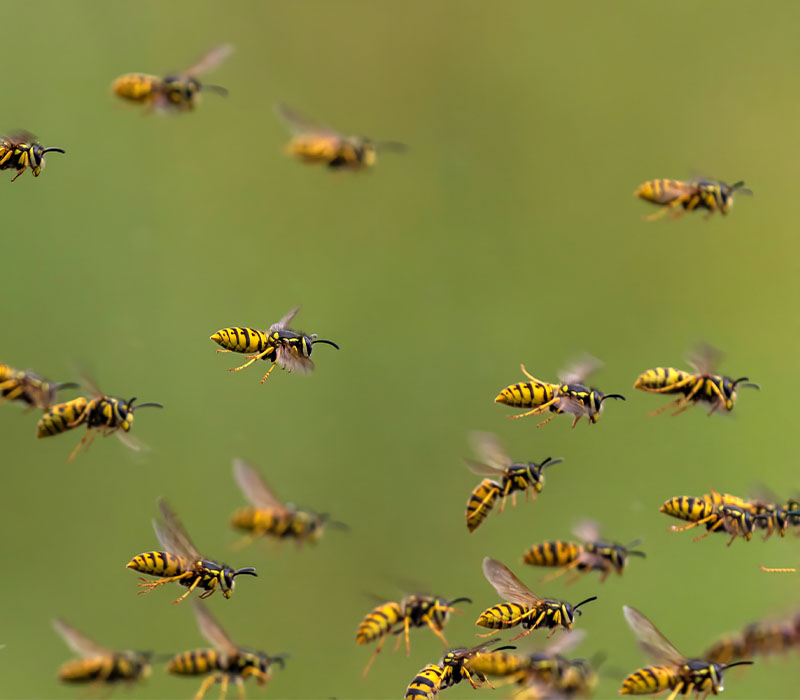 Wasps, Bees & Hornets identification — Wisconsin