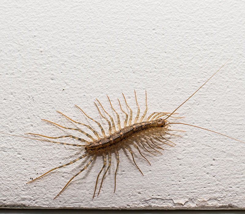 Millipedes identification — Wisconsin
