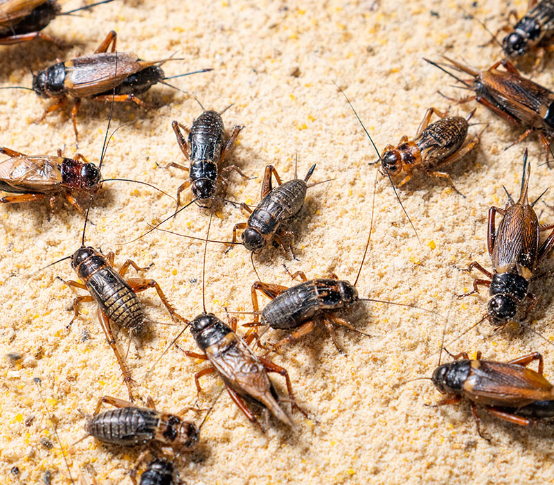 Crickets