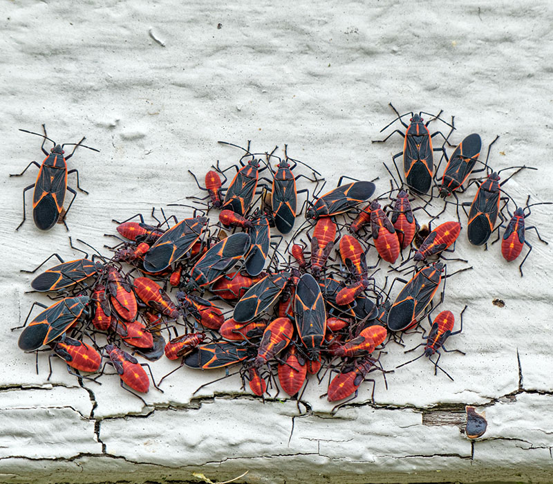 Why Do I Have Box Elder Bugs All Over My House Every October?