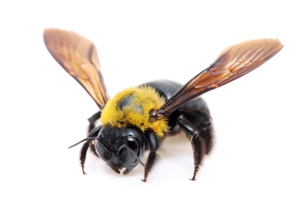 Carpenter bee — shiny black abdomen and yellow thorax, the bee that bores round holes in deck wood