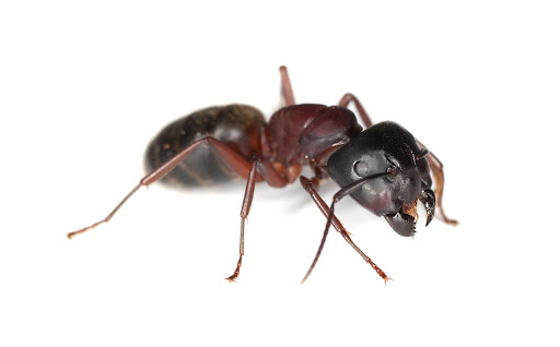 Carpenter Ants vs. Termites in Wisconsin: How to Tell the Difference