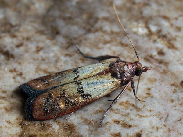 Pantry Pests identification — Wisconsin