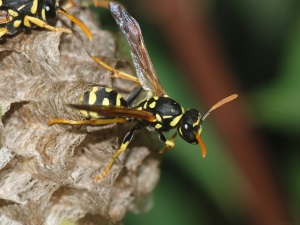 Wasp Nest on Your Deck? Here's What NOT to Do