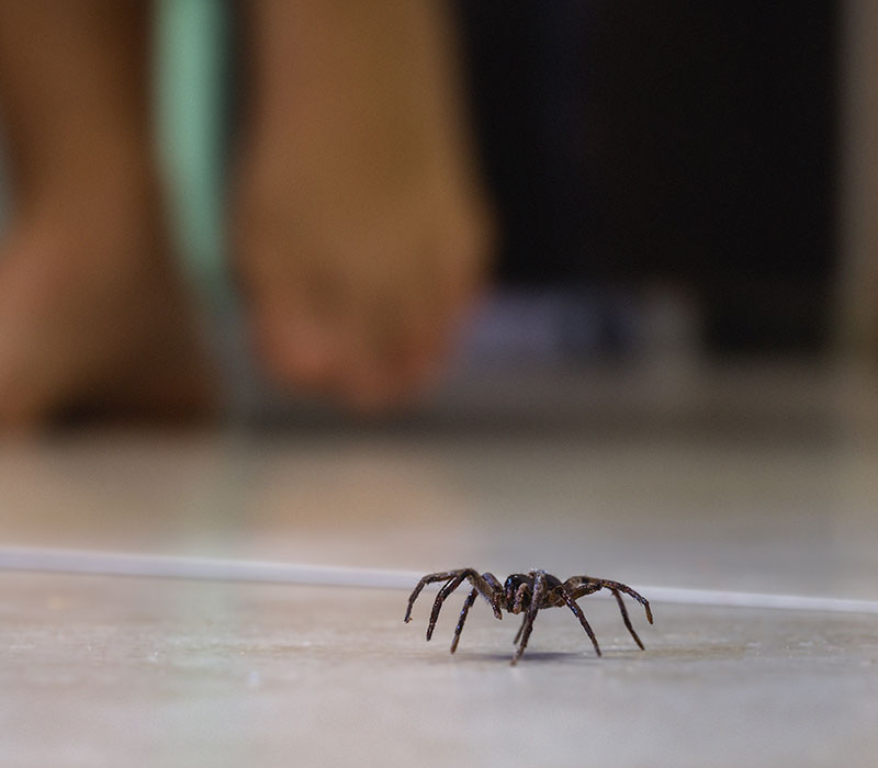 Why Lake and River Homes Get Swarmed by Spiders Every Wisconsin Fall