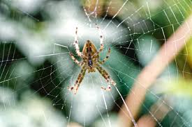 Orb weaver spider in a web, common on Wisconsin lakefront homes in late summer
